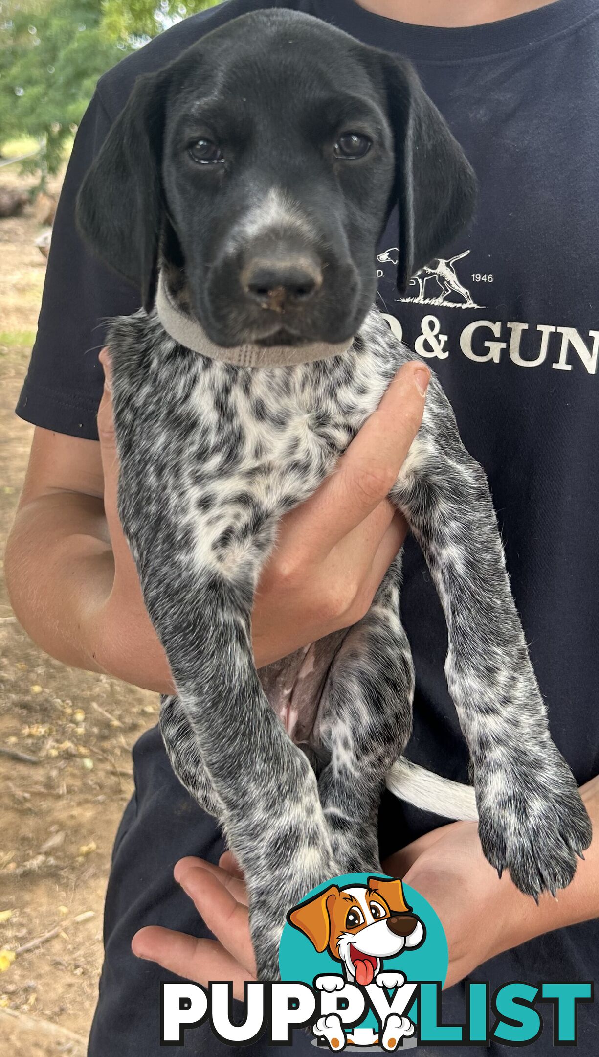 GERMAN SHORTHAIRED POINTER PUPPIES