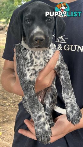 GERMAN SHORTHAIRED POINTER PUPPIES