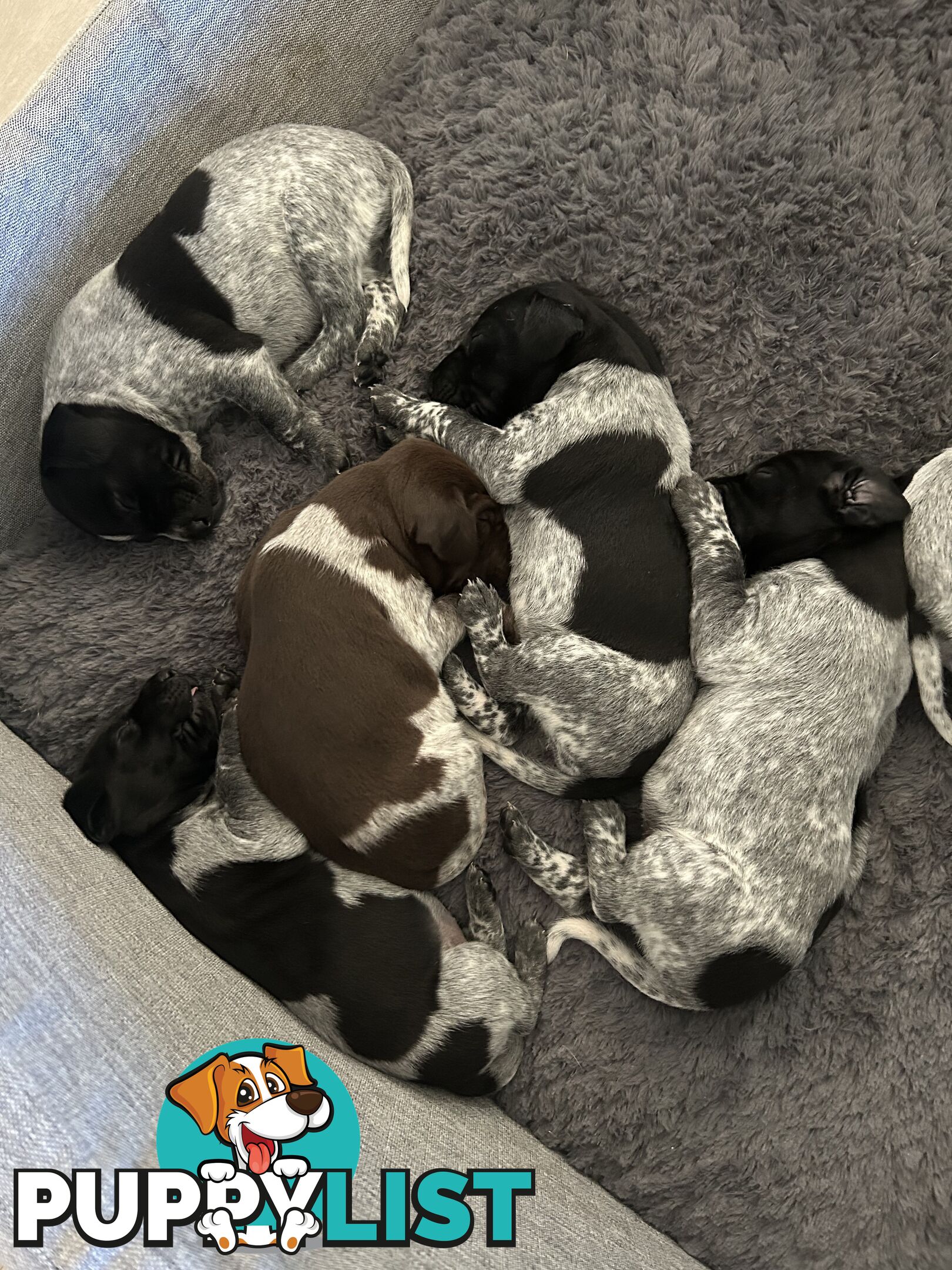 GERMAN SHORTHAIRED POINTER PUPPIES