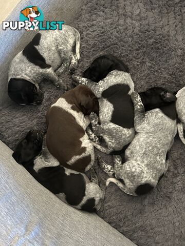 GERMAN SHORTHAIRED POINTER PUPPIES