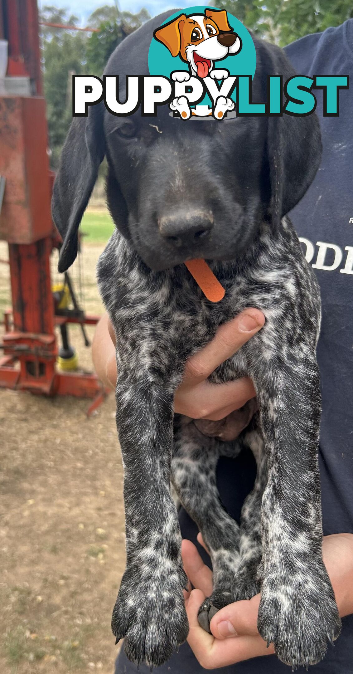 GERMAN SHORTHAIRED POINTER PUPPIES