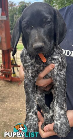 GERMAN SHORTHAIRED POINTER PUPPIES