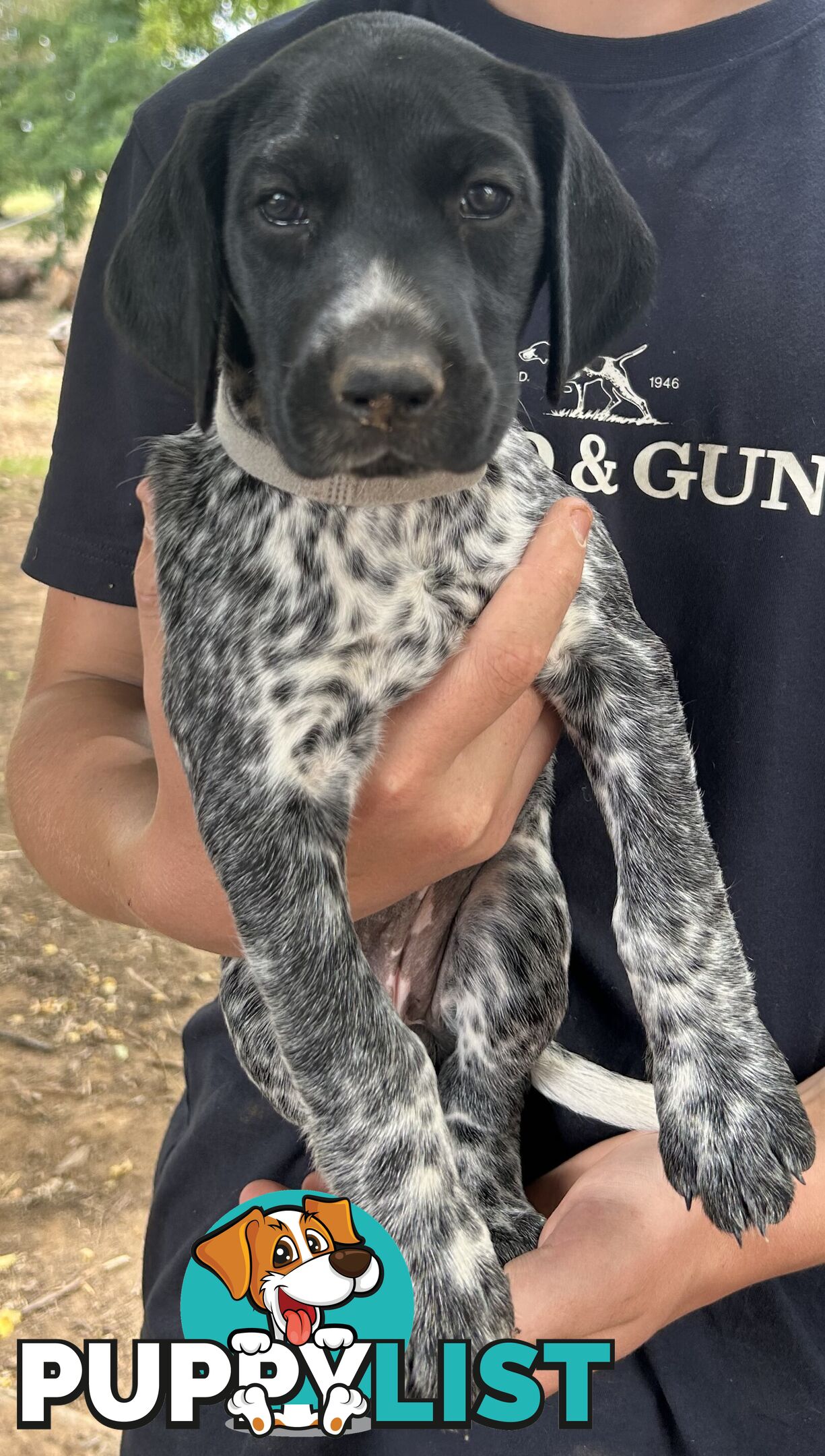 GERMAN SHORTHAIRED POINTER PUPPIES