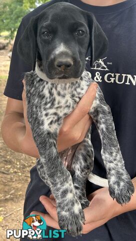 GERMAN SHORTHAIRED POINTER PUPPIES