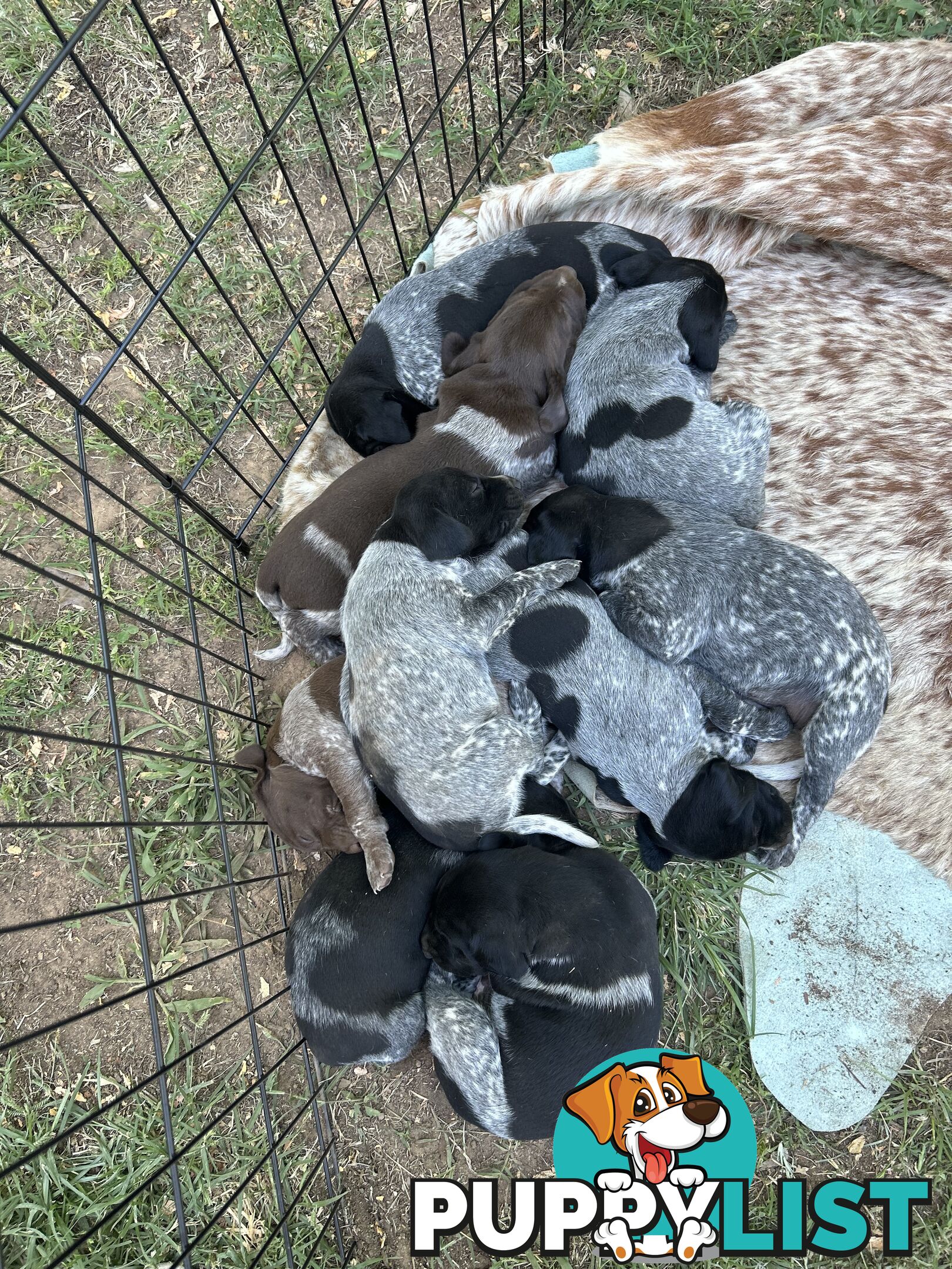 GERMAN SHORTHAIRED POINTER PUPPIES