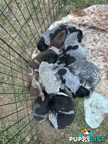 GERMAN SHORTHAIRED POINTER PUPPIES