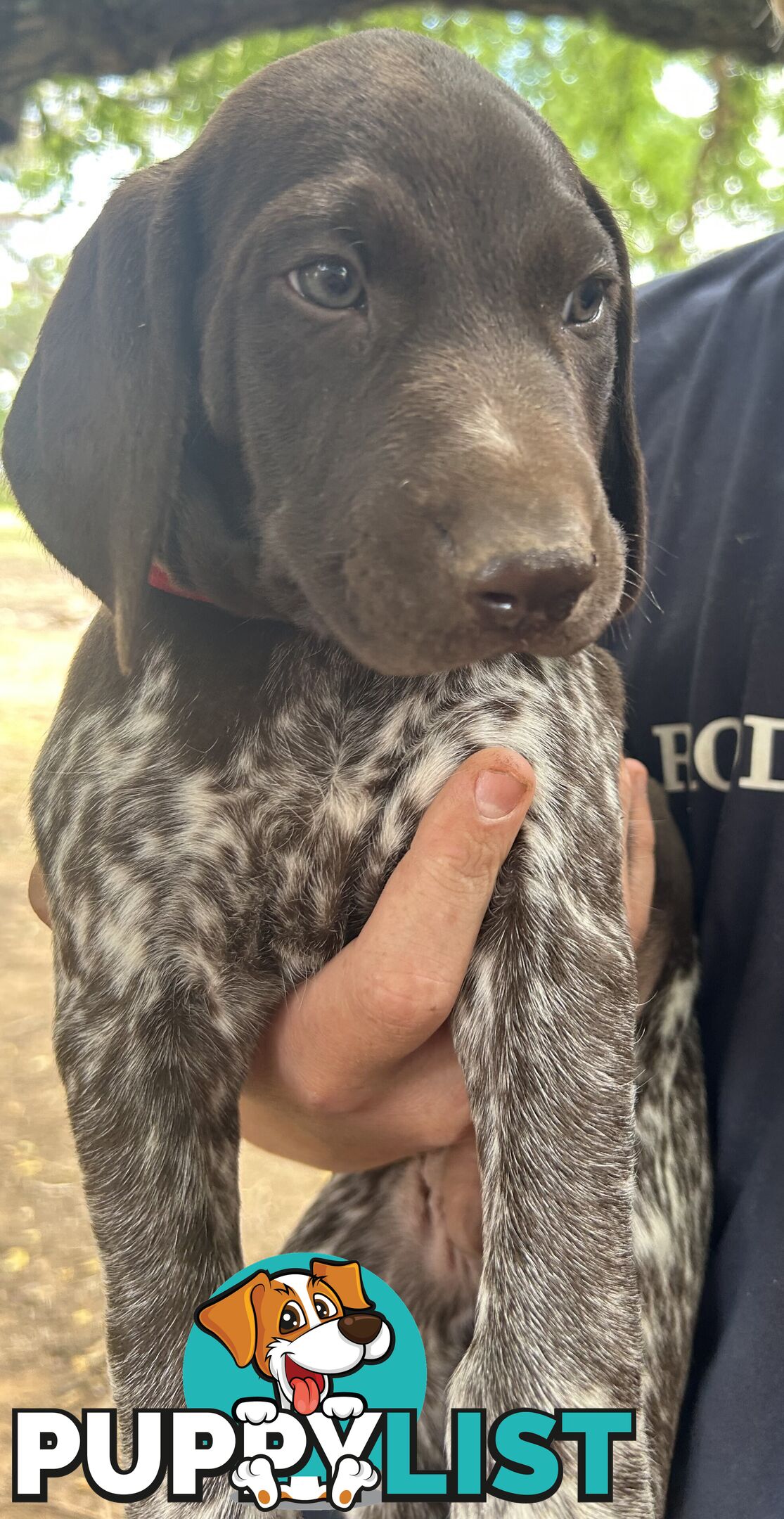 GERMAN SHORTHAIRED POINTER PUPPIES