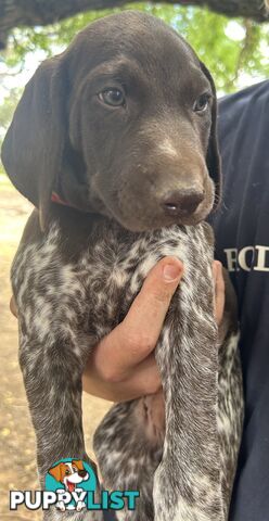 GERMAN SHORTHAIRED POINTER PUPPIES