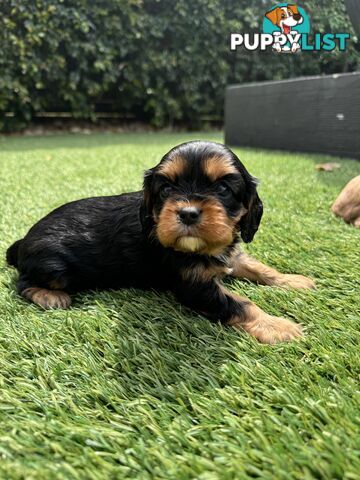 King Charles Cavalier Puppies