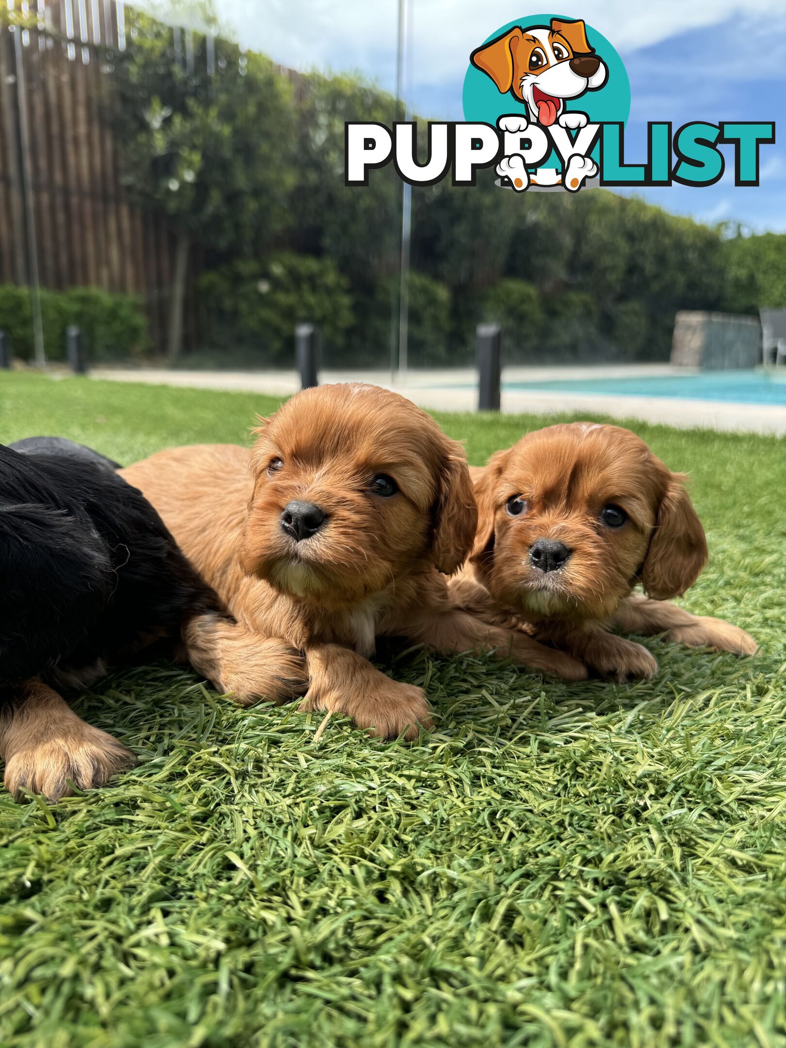 King Charles Cavalier Puppies