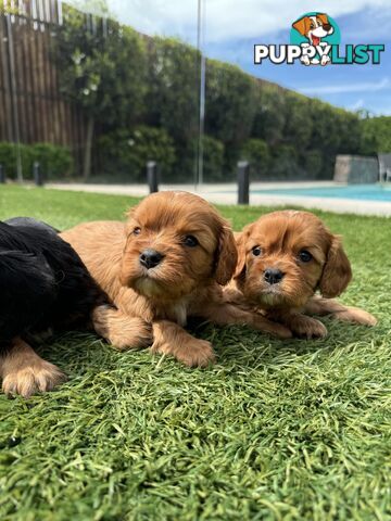 King Charles Cavalier Puppies