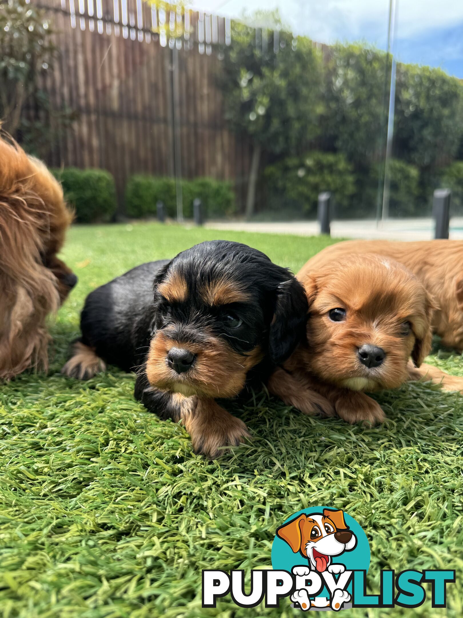 King Charles Cavalier Puppies