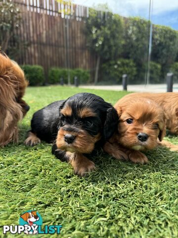 King Charles Cavalier Puppies