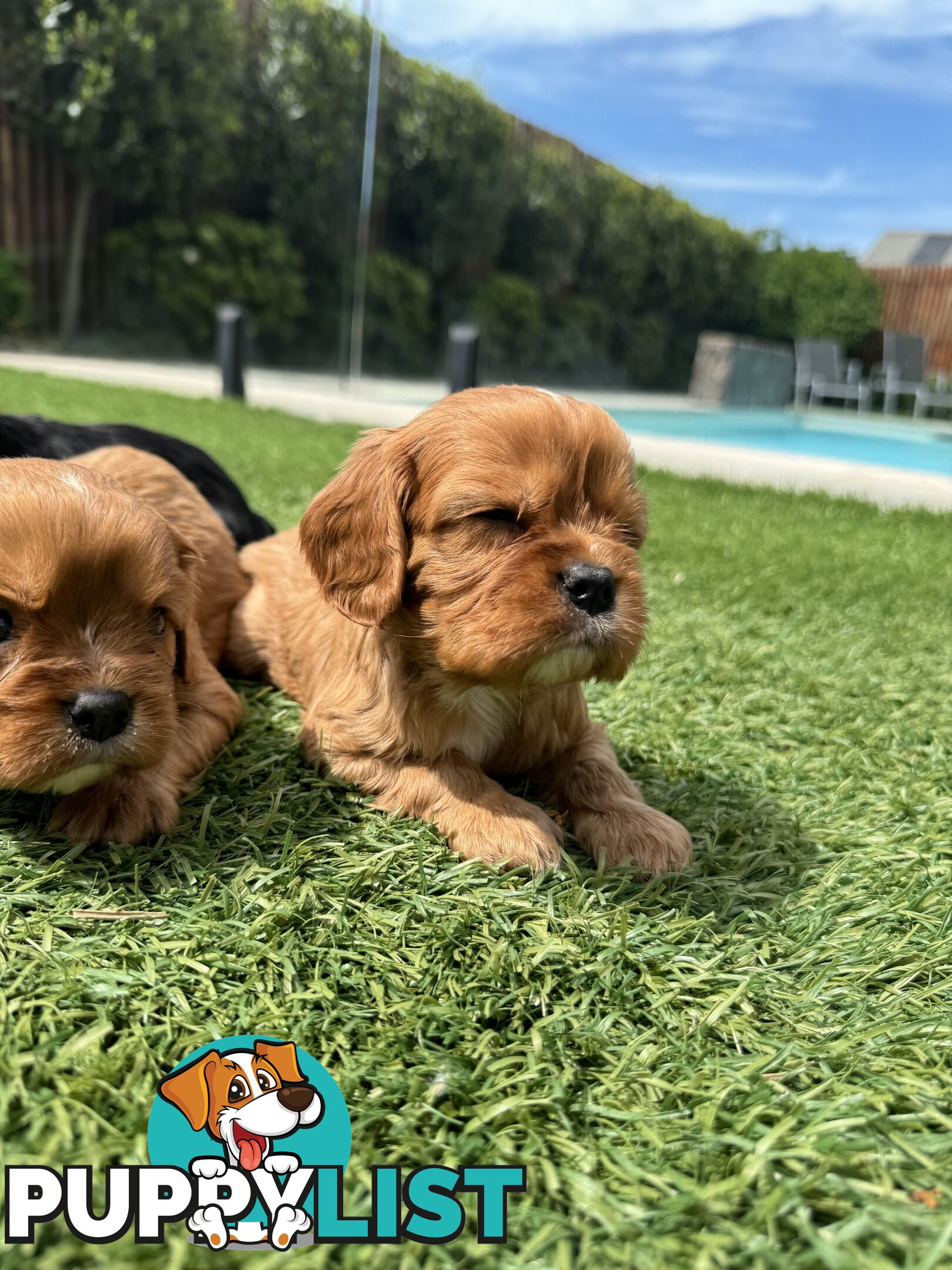 King Charles Cavalier Puppies