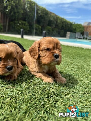 King Charles Cavalier Puppies