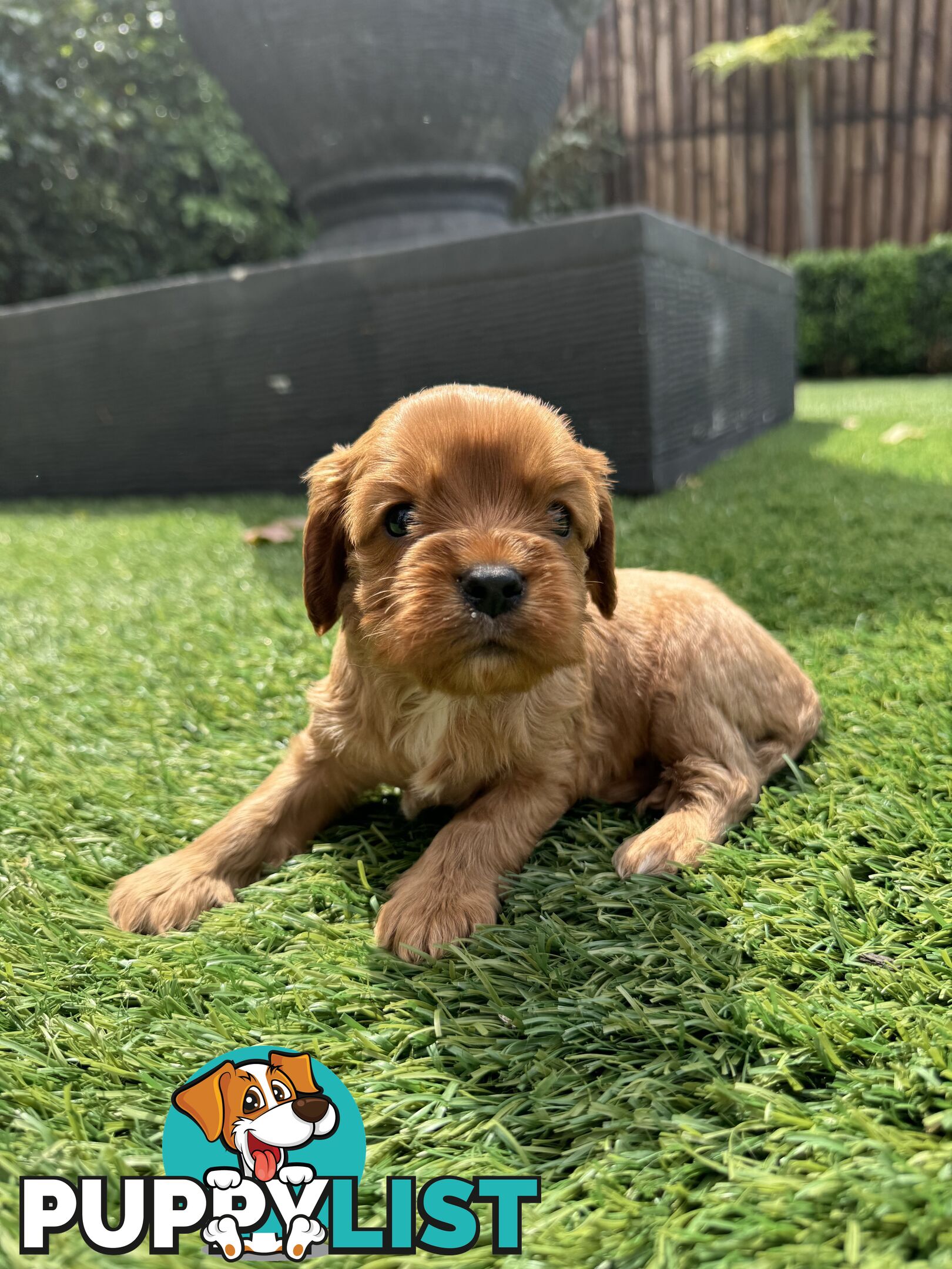 King Charles Cavalier Puppies