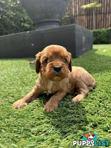 King Charles Cavalier Puppies