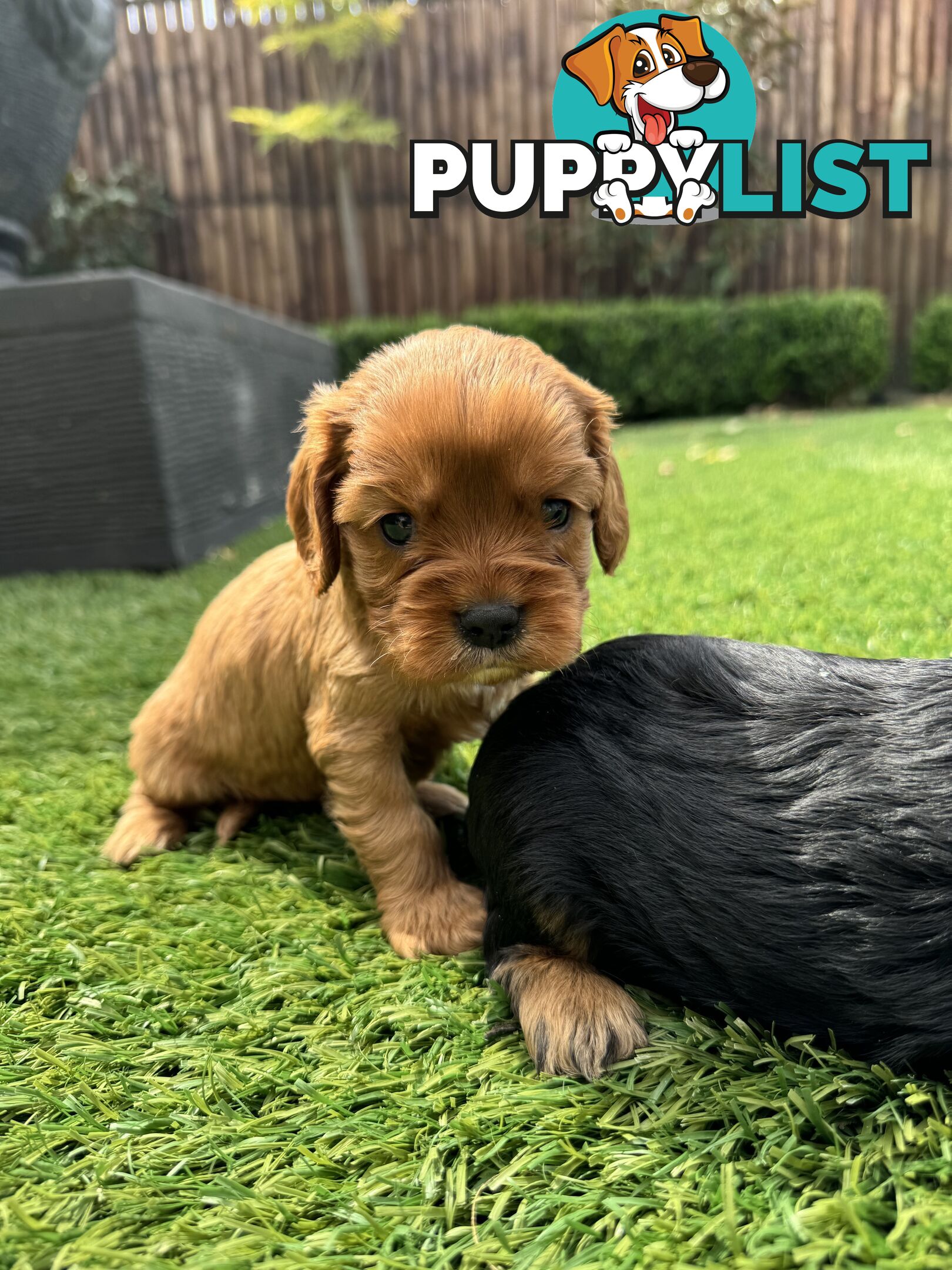 King Charles Cavalier Puppies