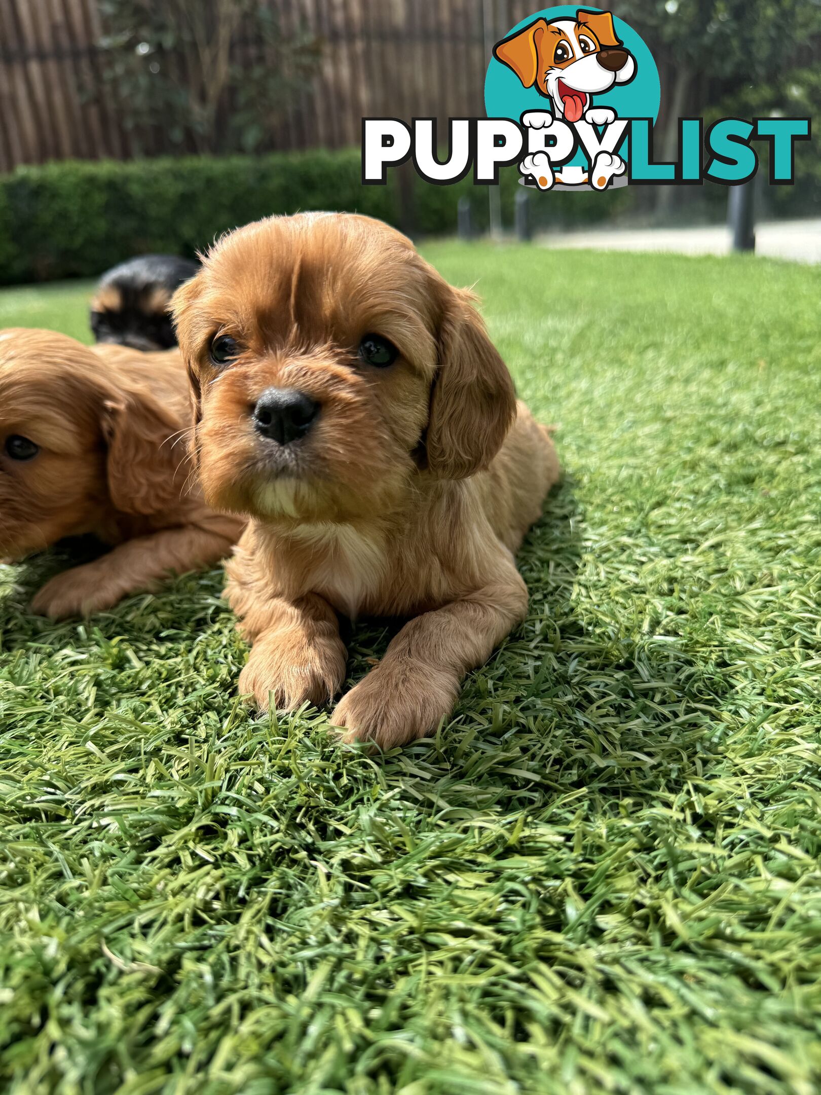 King Charles Cavalier Puppies