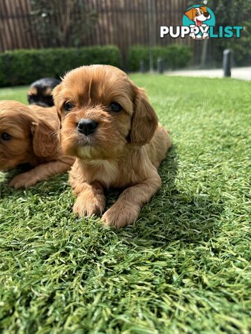 King Charles Cavalier Puppies