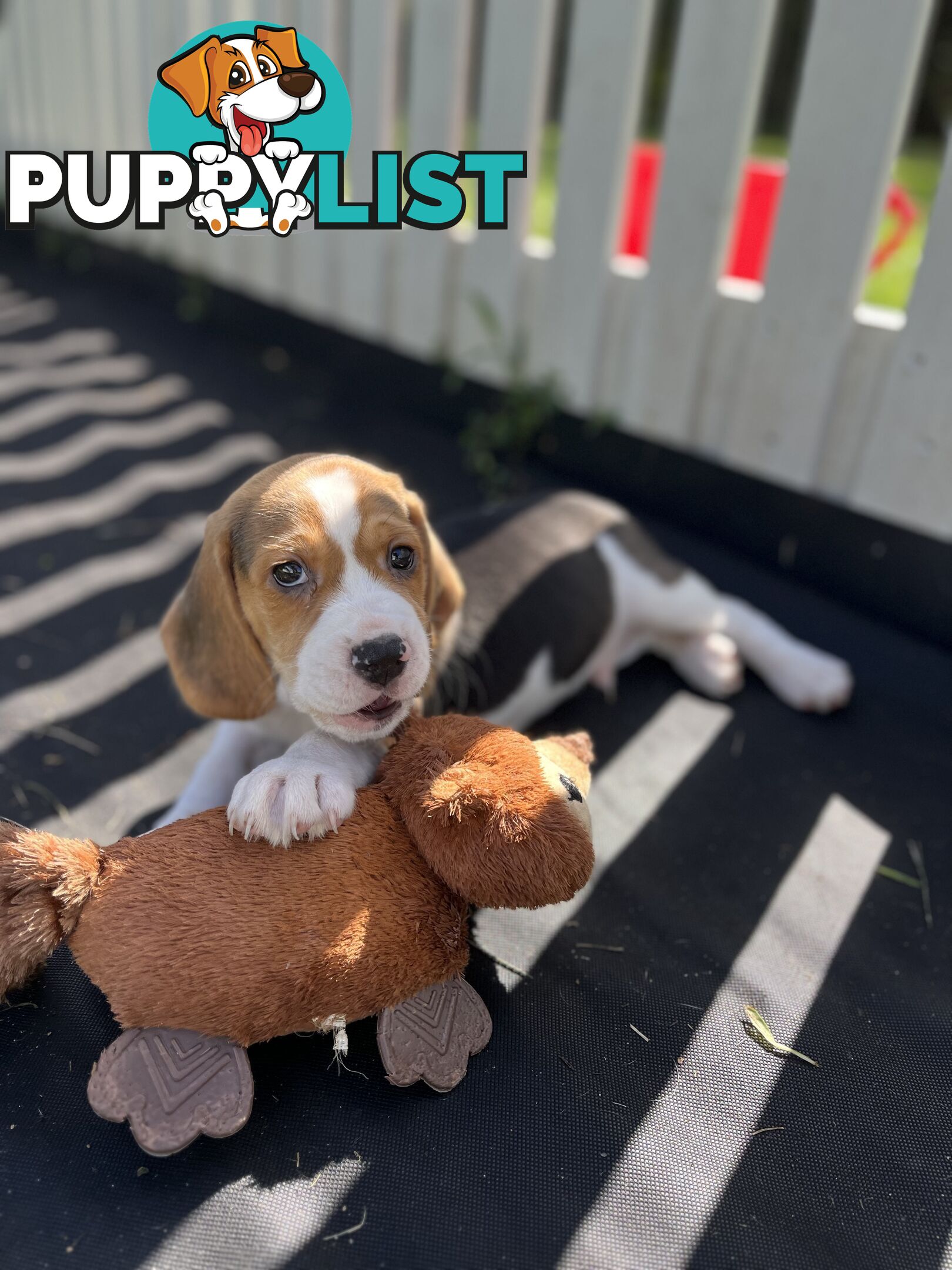 Purebred tri colour beagle puppies ready for homes