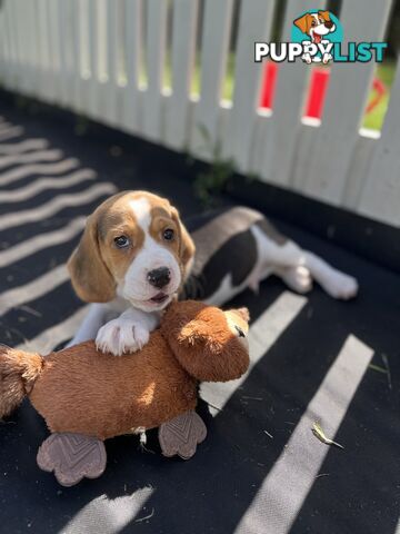 Purebred tri colour beagle puppies ready for homes