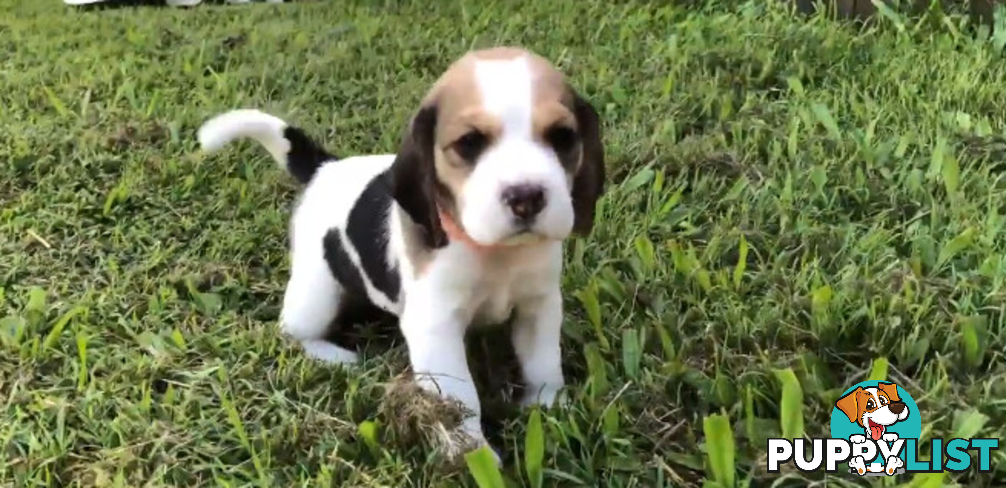 4x Pure Bred Beagle Puppies Tri-coloured 1 Girl 3 Boys