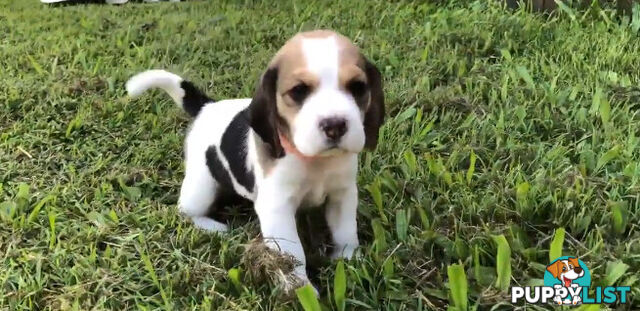 4x Pure Bred Beagle Puppies Tri-coloured 1 Girl 3 Boys