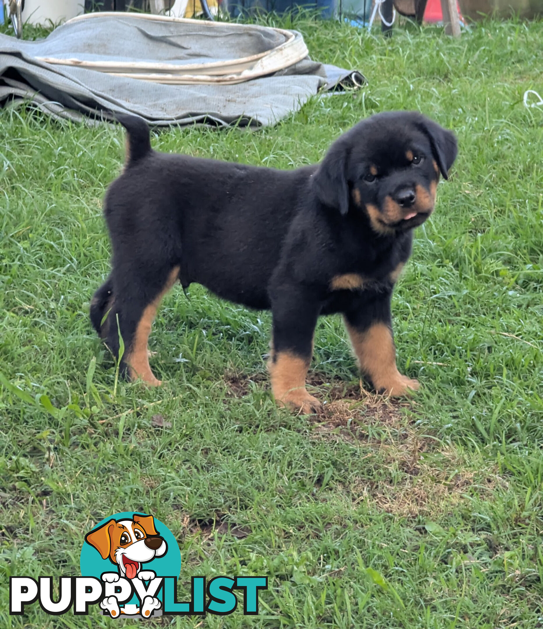 Purebred Rottweiler Puppies