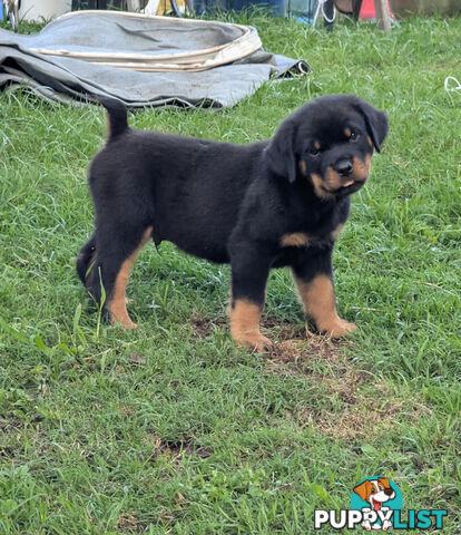 Purebred Rottweiler Puppies