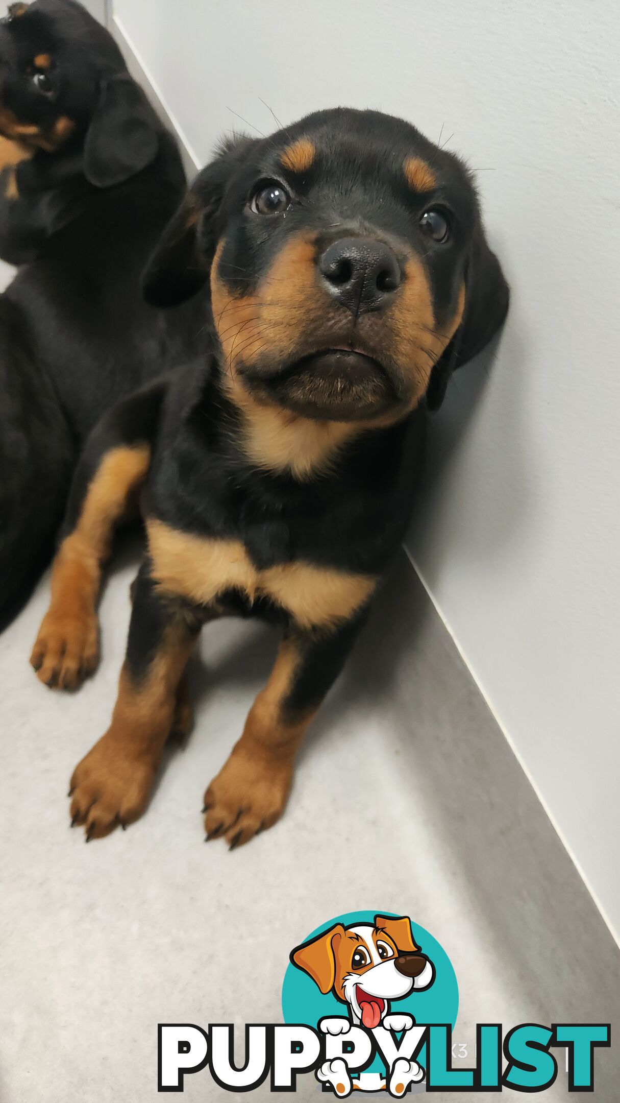 Purebred Rottweiler Puppies