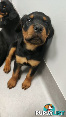 Purebred Rottweiler Puppies