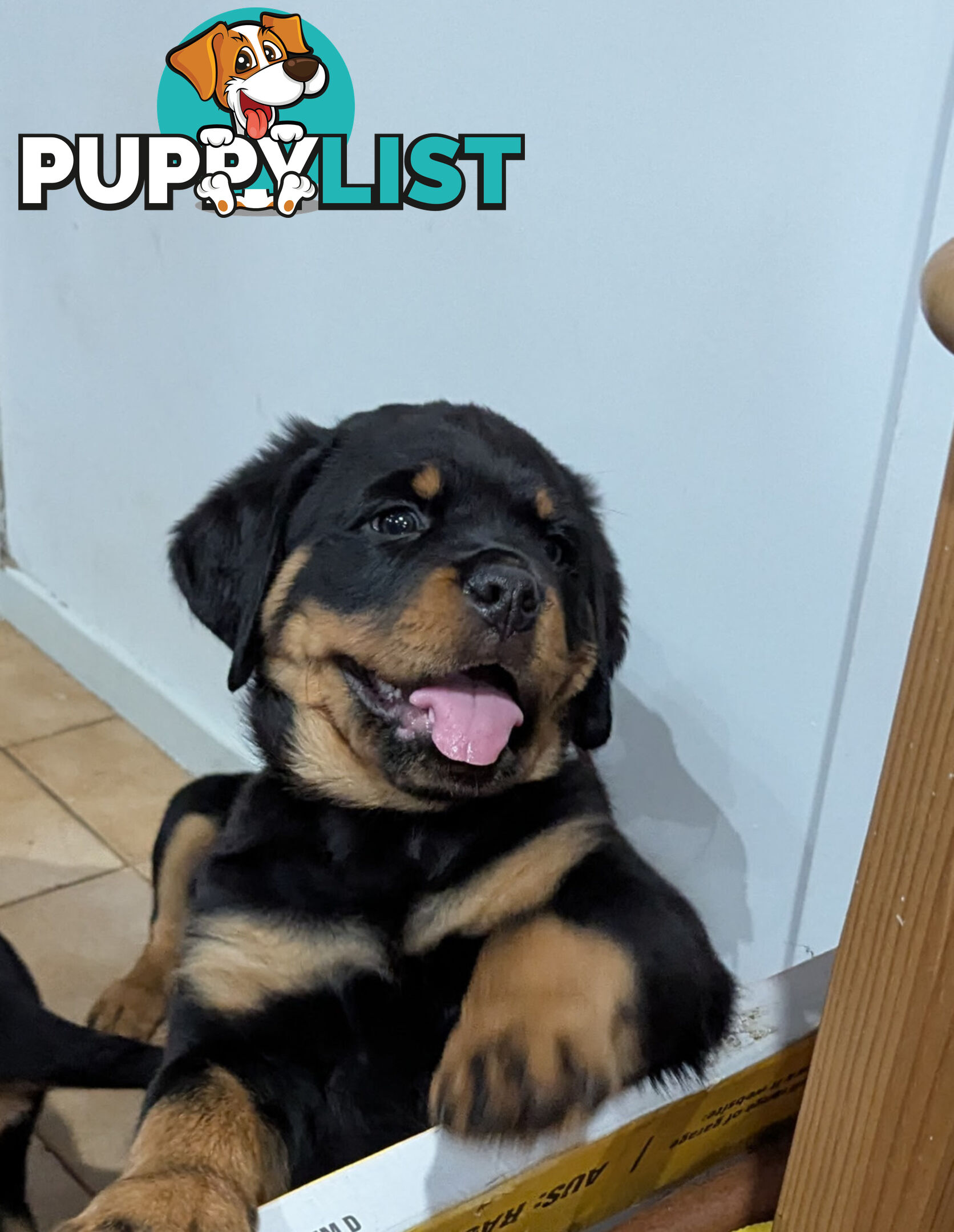 Purebred Rottweiler Puppies