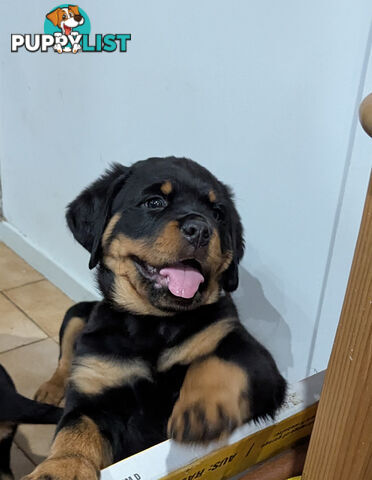 Purebred Rottweiler Puppies