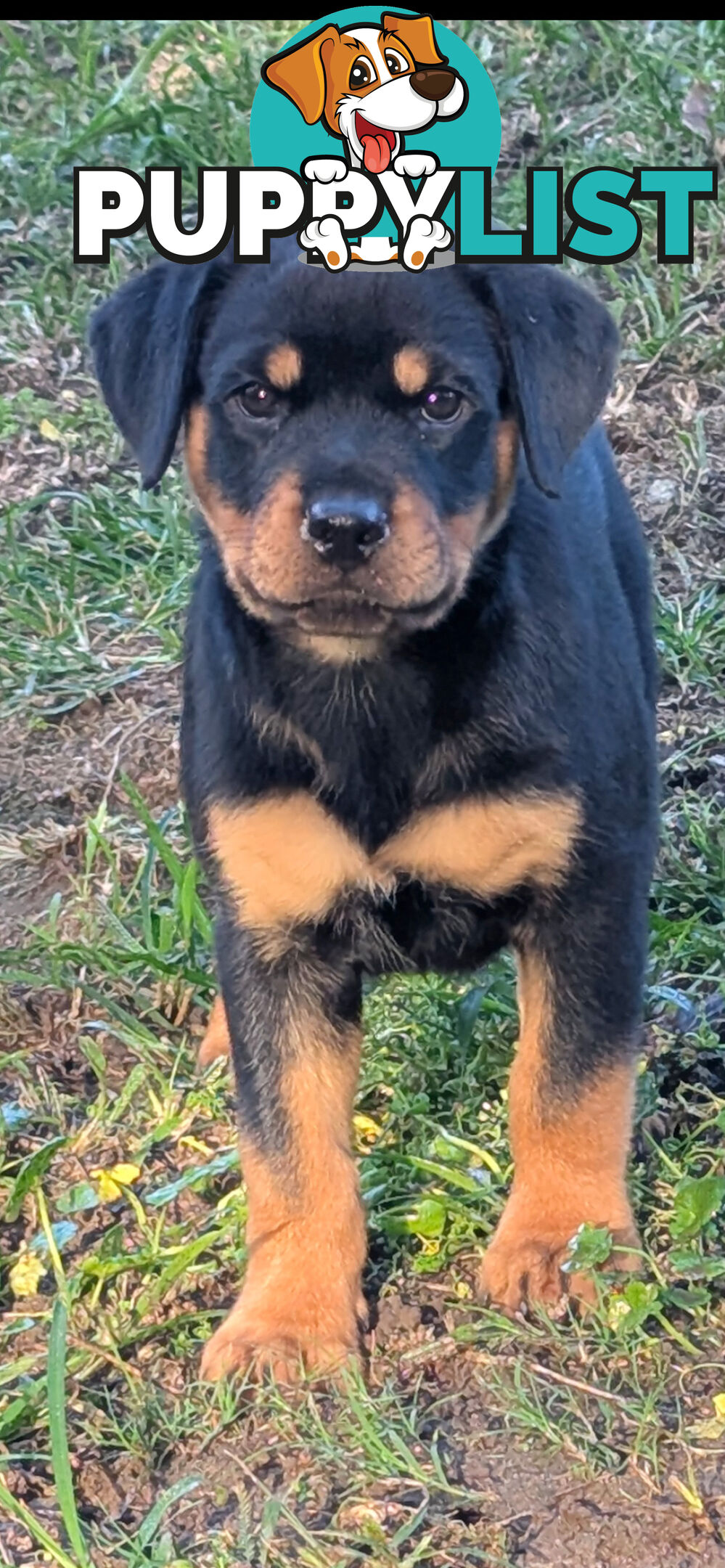 Purebred Rottweiler Puppies