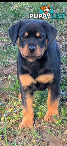 Purebred Rottweiler Puppies
