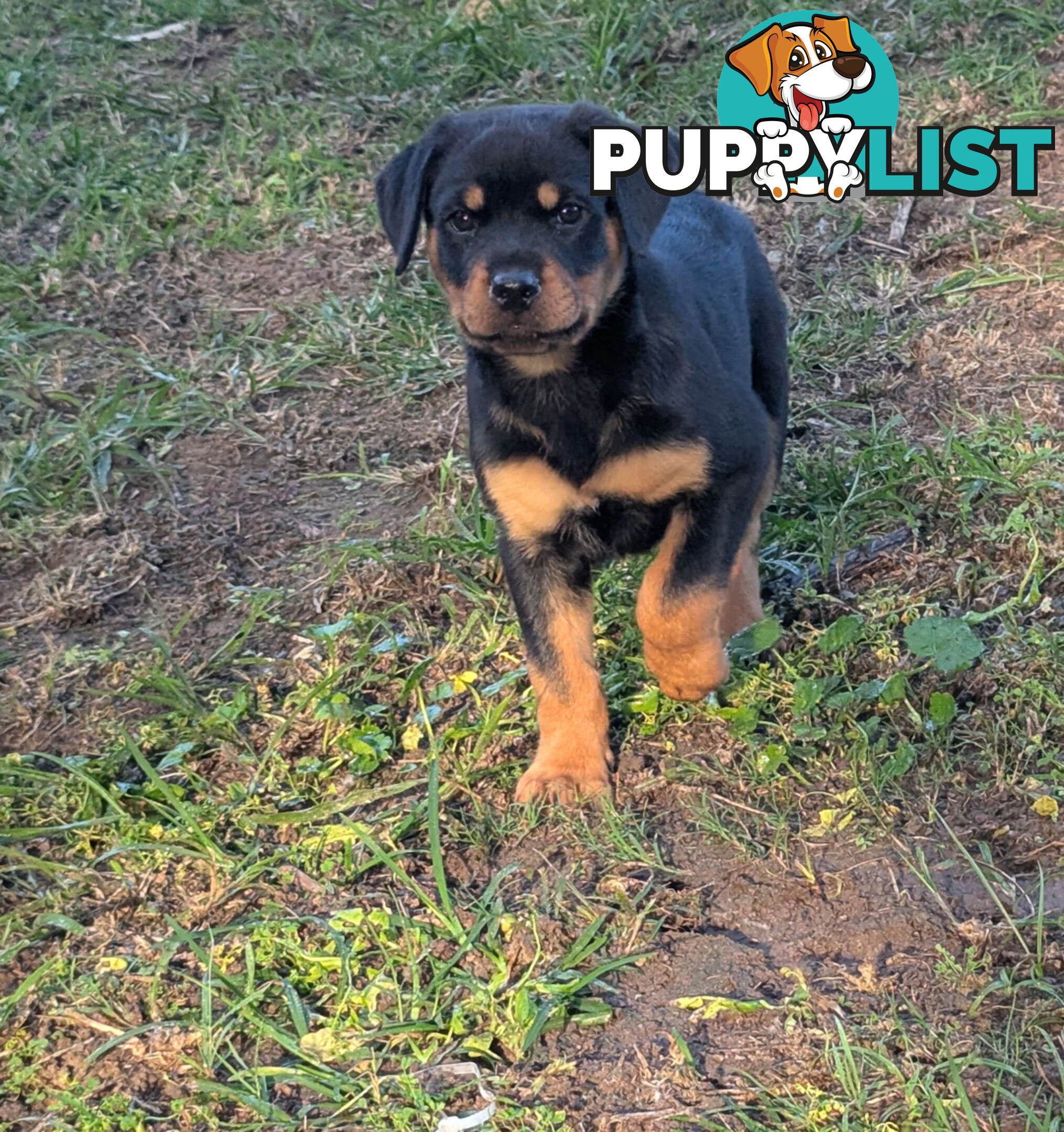 Purebred Rottweiler Puppies