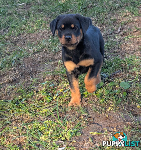 Purebred Rottweiler Puppies