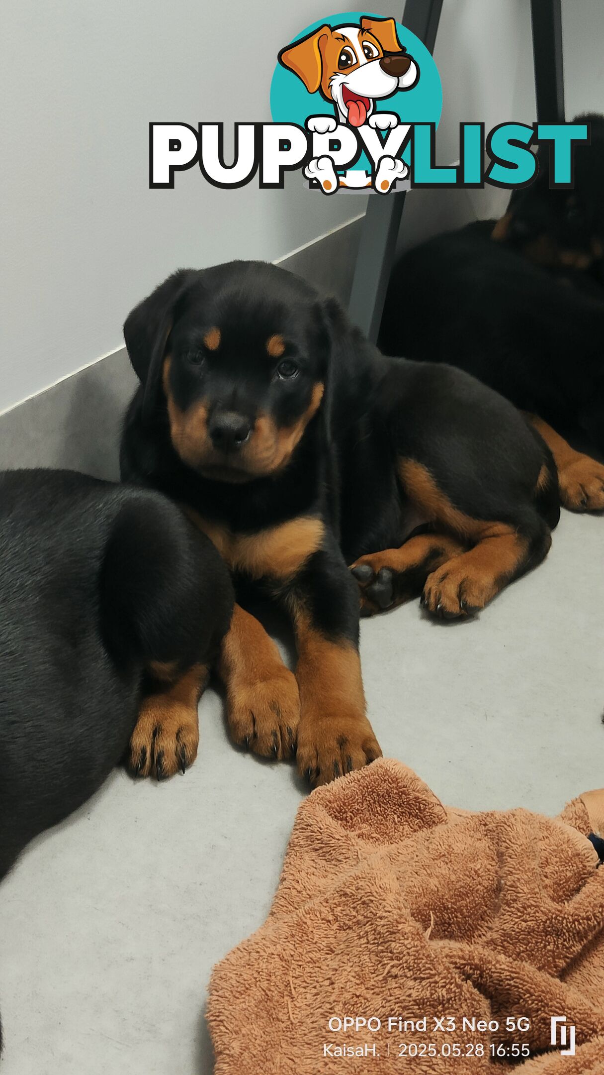 Purebred Rottweiler Puppies