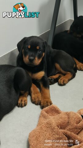 Purebred Rottweiler Puppies
