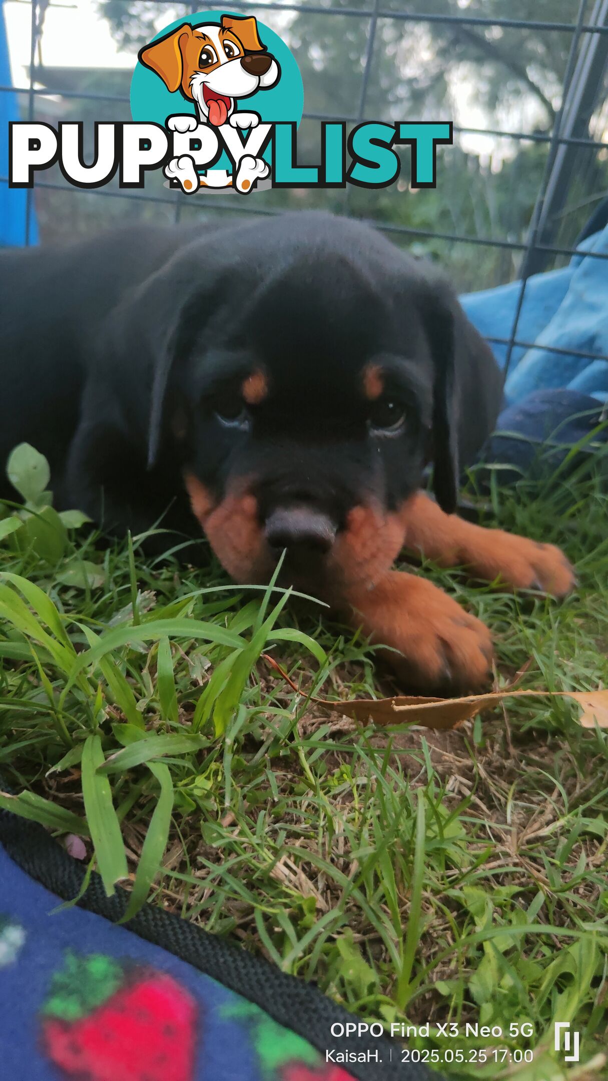 Purebred Rottweiler Puppies