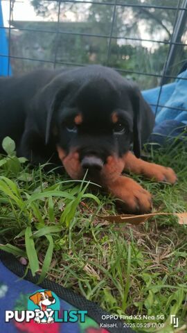 Purebred Rottweiler Puppies