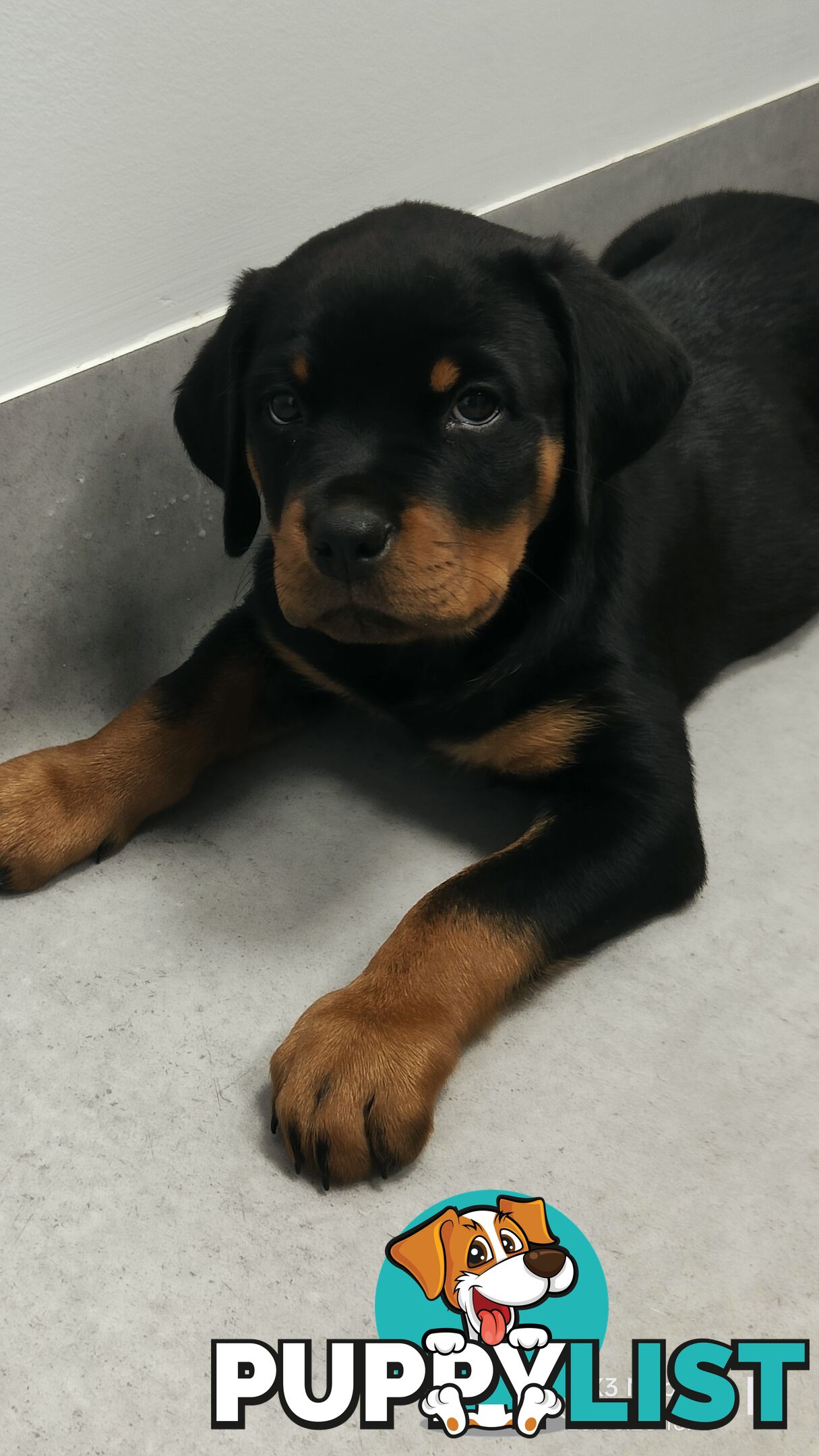 Purebred Rottweiler Puppies