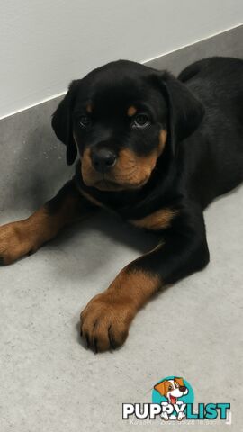 Purebred Rottweiler Puppies
