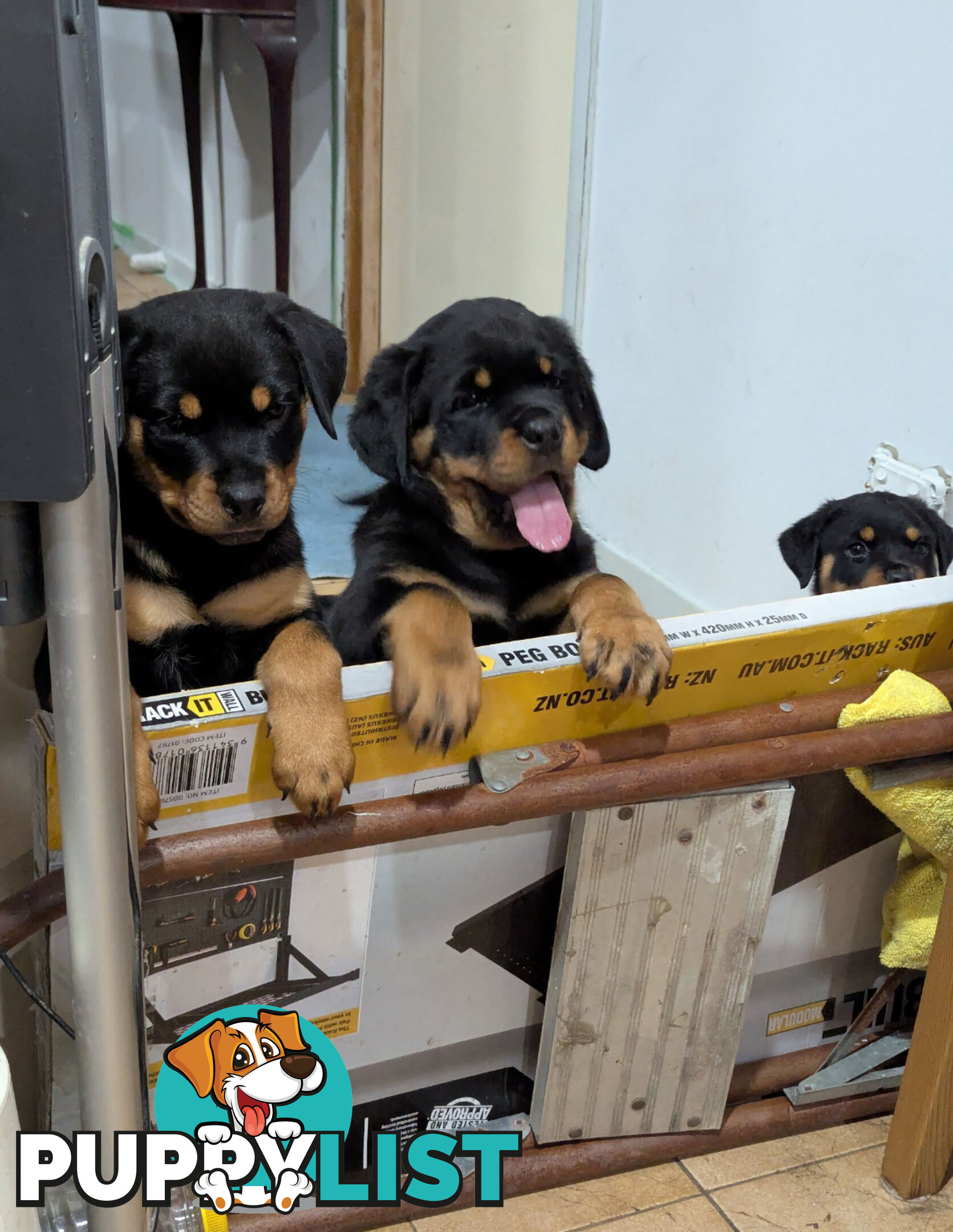 Purebred Rottweiler Puppies