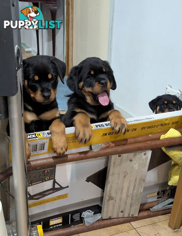 Purebred Rottweiler Puppies
