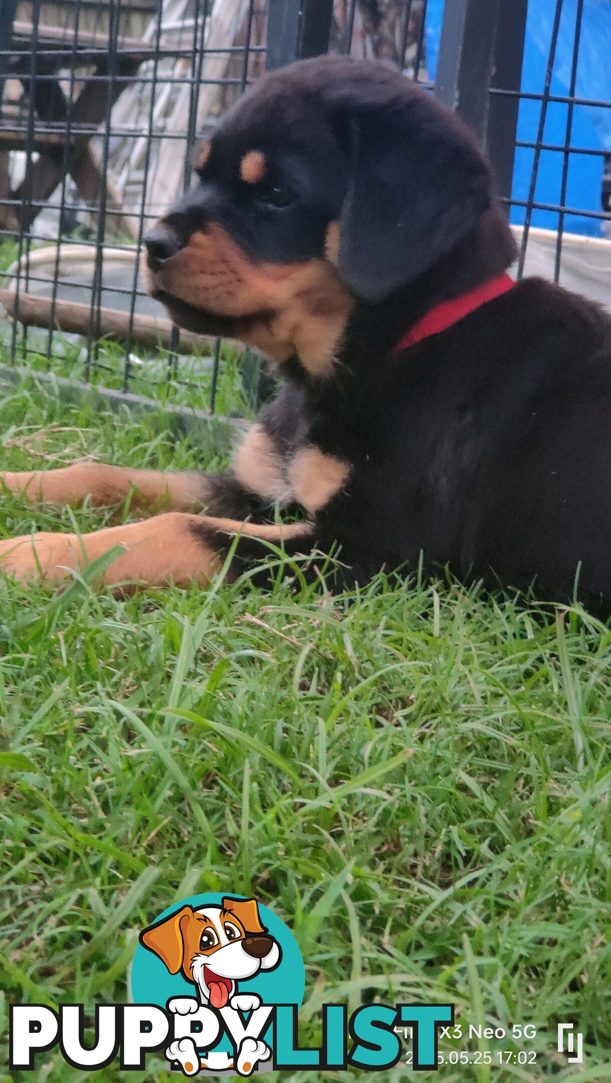 Purebred Rottweiler Puppies