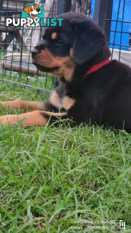 Purebred Rottweiler Puppies