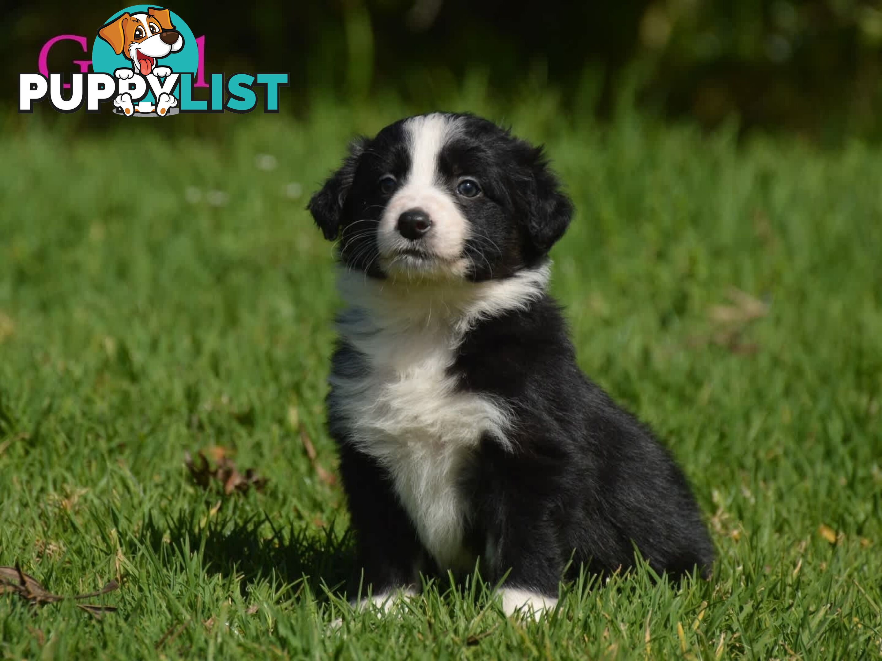 Border Collie Puppies - UK Sire