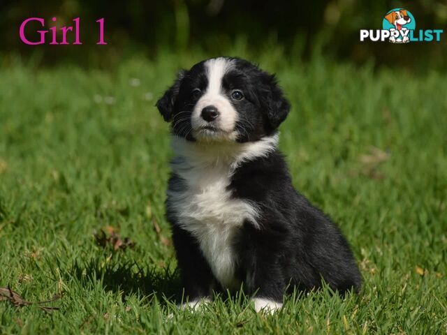 Border Collie Puppies - UK Sire